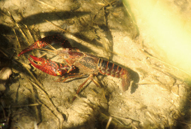 寒潮降溫，小龍蝦如何安全越冬？浮標水質監測告訴您答案